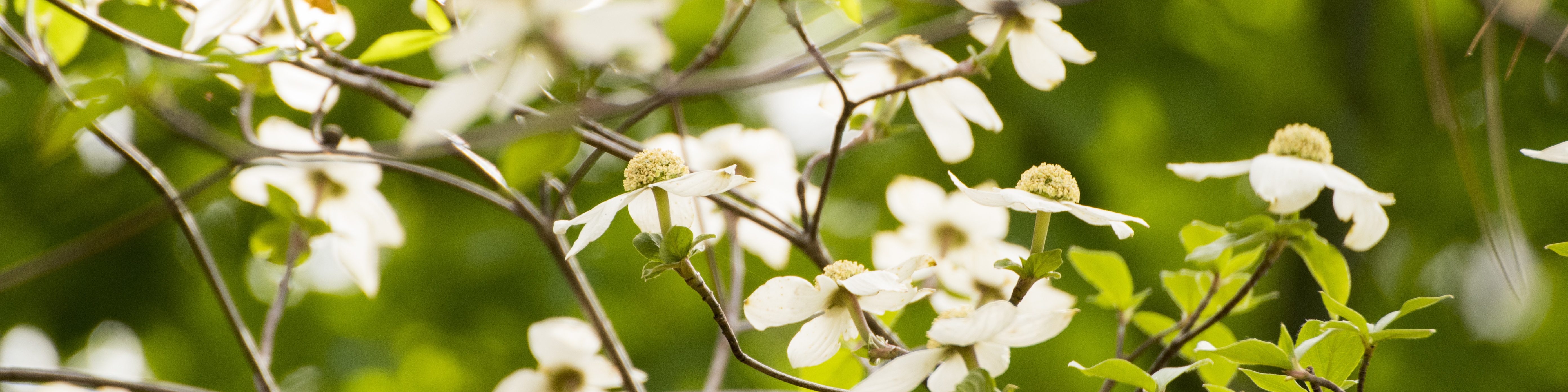 Dogwood Branch and Flower
